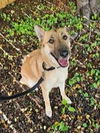 adoptable Dog in Winston Salem, NC named Liberty ("Libby")