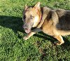 adoptable Dog in , NC named Dingo