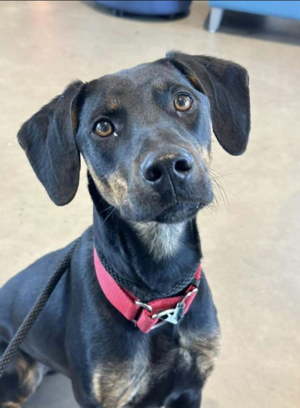 adoptable Dog in Winston Salem, NC named Isabella (