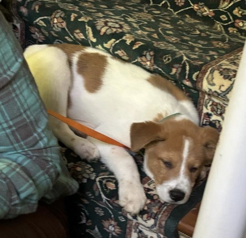 adoptable Dog in Winston Salem, NC named Wilmer (