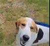 adoptable Dog in winston salem, IN named Gus