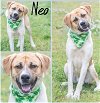 adoptable Dog in  named Neo