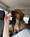 adoptable Dog in winston salem, NC named Barry