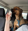Barry - Photo 7