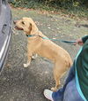 adoptable Dog in  named Xena ("Winnie")