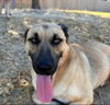 adoptable Dog in Winston Salem, NC named Wesley