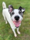 adoptable Dog in Winston Salem, NC named Sally Ann