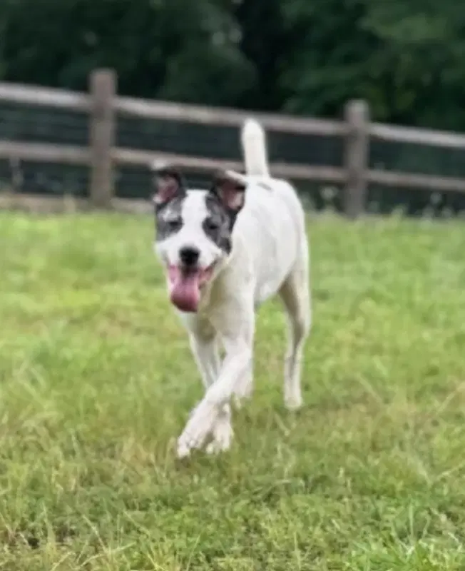 Sally Ann - Canaan Dog