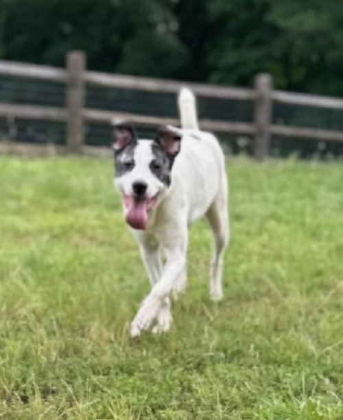 Sally Ann, an adoptable Canaan Dog in Winston Salem, NC