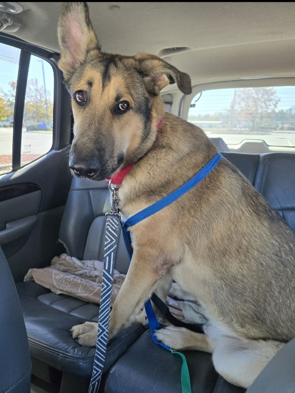 adoptable Dog in Winston Salem, NC named Teddy 