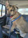 adoptable Dog in Winston Salem, NC named Teddy "Boo-Boo"