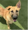 adoptable Dog in  named Persia
