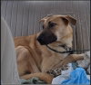 Persia - Photo 1