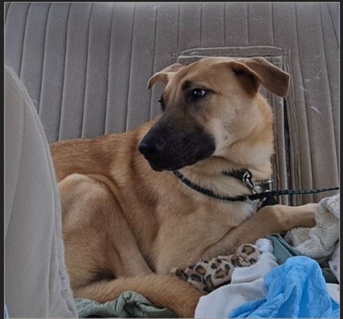 PERSIA - German Shepherd Dog for adoption in Winston-Salem