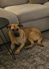 Persia - Photo 2