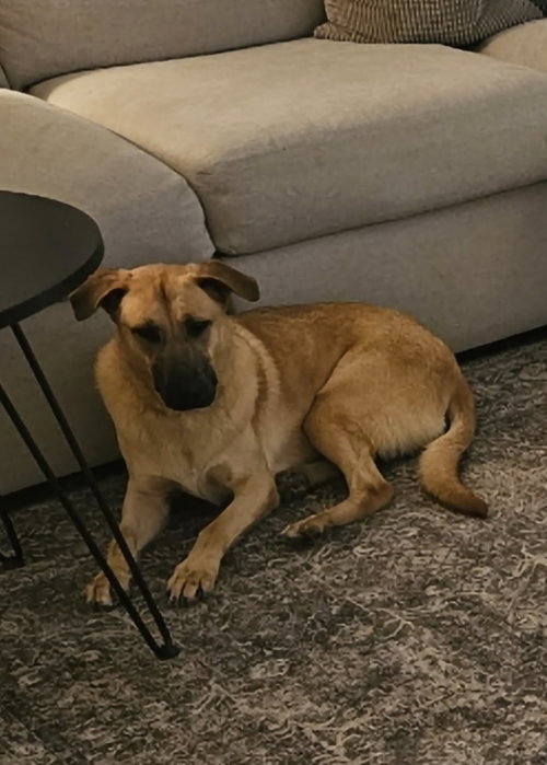 PERSIA - Anatolian Shepherd available for adoption