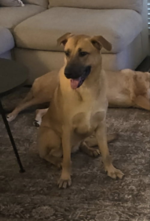Persia, an adoptable Anatolian Shepherd in Winston Salem, NC
