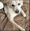 adoptable Dog in Winston Salem, NC named Milo