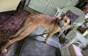 adoptable Dog in  named Tobias