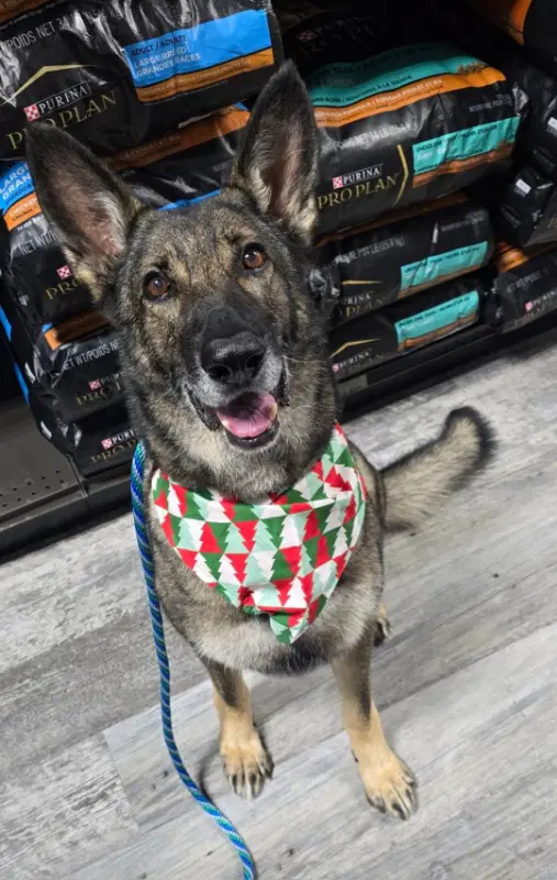 'yote Formerly Xena - German Shepherd Dog