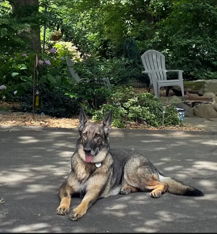 'yote Formerly Xena image 2