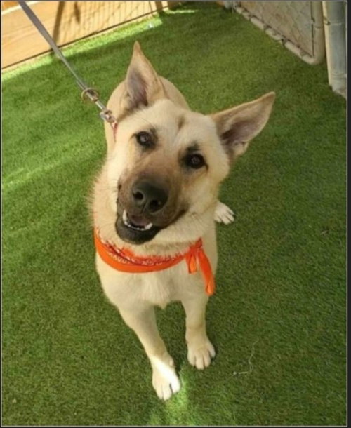 TILLIE - Belgian Shepherd Malinois / German Shepherd Dog available for adoption