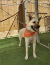 Tillie - Photo 13