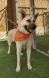 adoptable Dog in  named Tillie