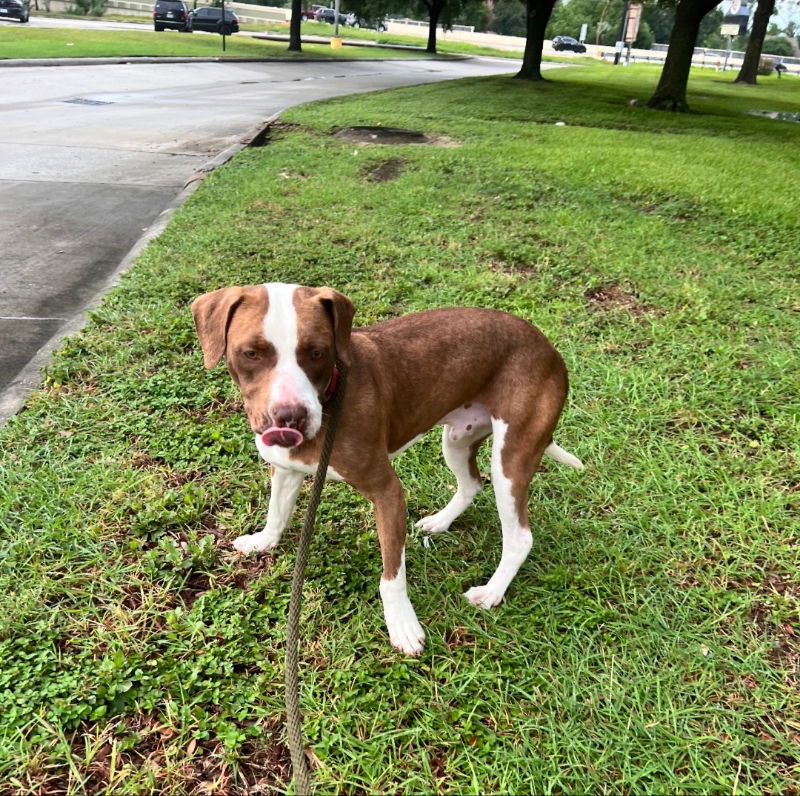 adoptable Dog in Winston Salem, NC named Roman