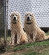 adoptable Dog in winston salem, NC named Bonded Pyr Pair
