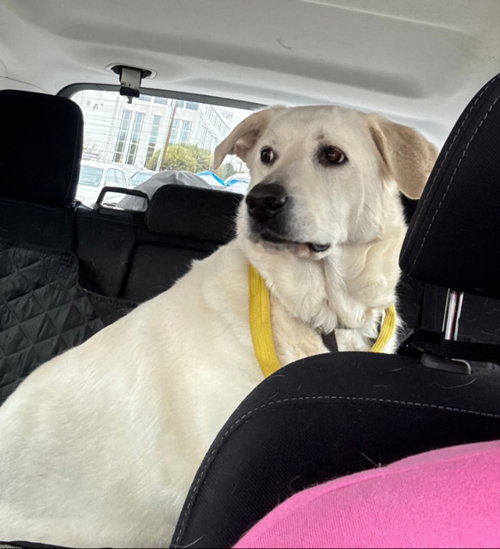 LUNA - Akbash / Great Pyrenees for adoption in Winston-Salem