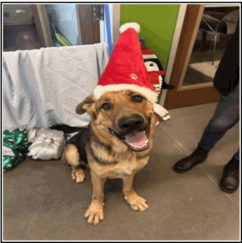 adoptable Dog in Winston Salem, NC named Carlton