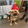 adoptable Dog in winston salem, NC named Carlton