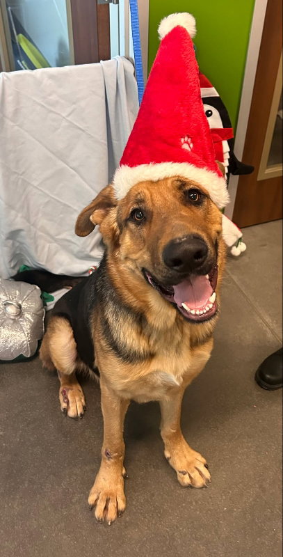 CARLTON - German Shepherd Dog / Great Dane available for adoption