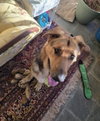 Carlton - Photo 4