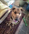 Carlton - Photo 5