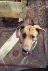 Carlton - Photo 6
