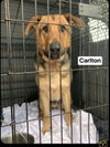 Carlton - Photo 13
