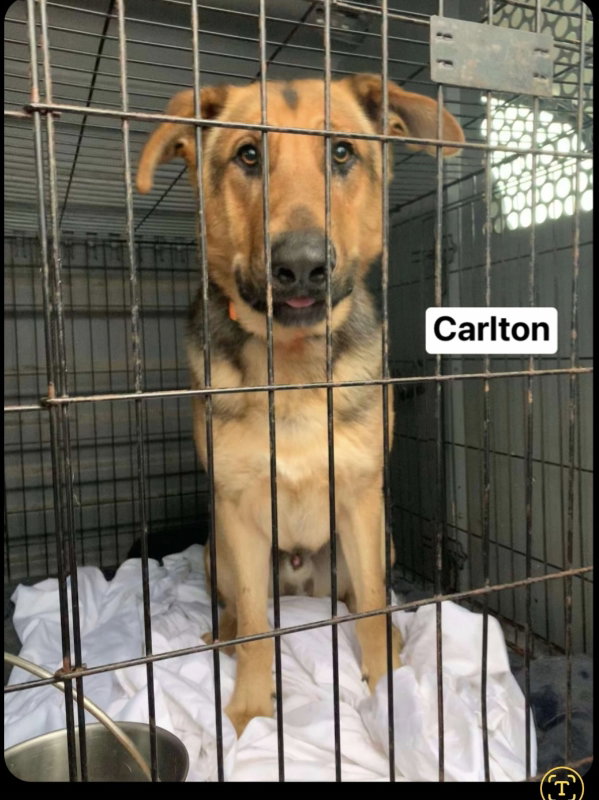 Carlton