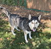 adoptable Dog in  named Baxter
