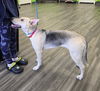 adoptable Dog in  named LuLu