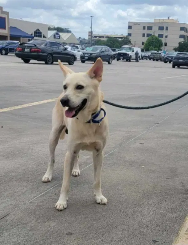 Jaeger - White German Shepherd