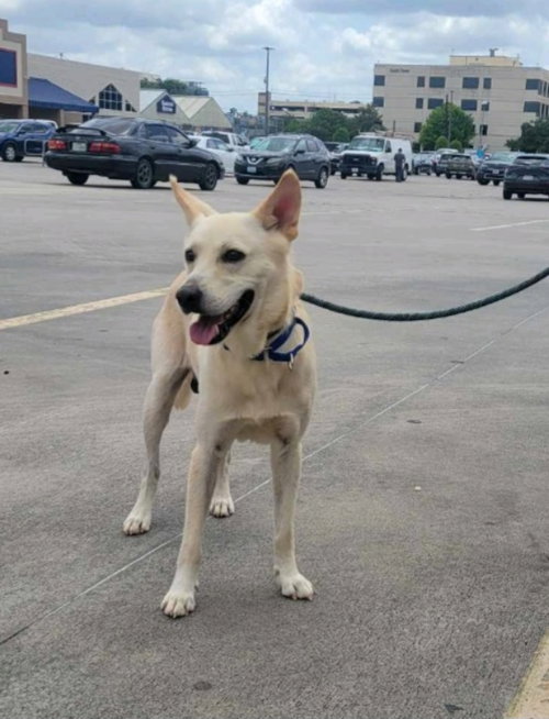 JAEGER - White German Shepherd / Husky for adoption in Winston-Salem