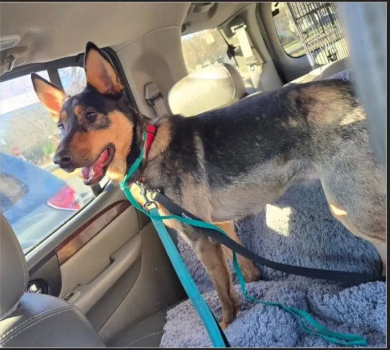 Dumpling - Australian Kelpie