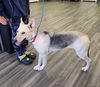 adoptable Dog in  named Lulu