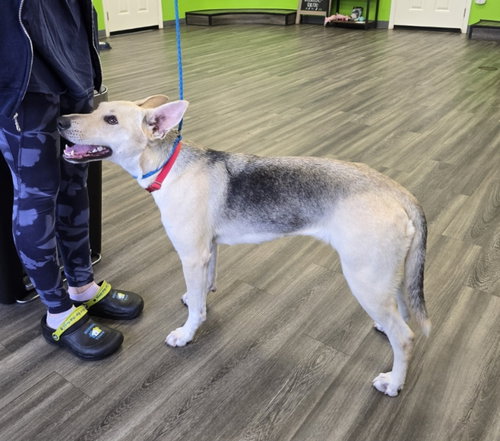 LULU - German Shepherd Dog available for adoption