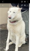 adoptable Dog in winston salem, NC named Big Boy ("B.B.")