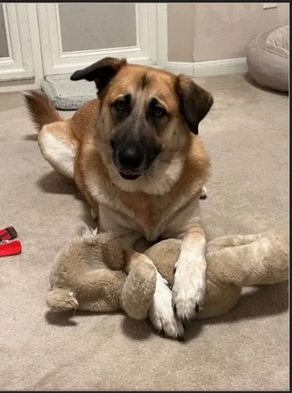 Gracie - German Shepherd Dog