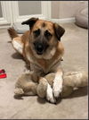 adoptable Dog in  named Gracie