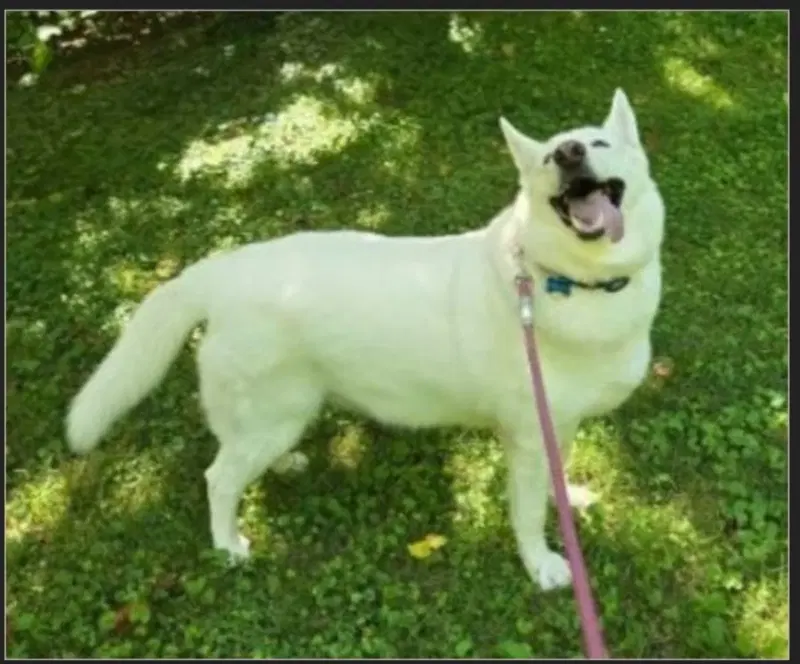 Peggy - Husky